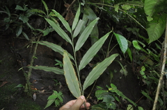 Renealmia erythrocarpa