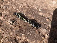 Acronyctodes mexicanaria