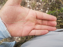 Digitaria ternata