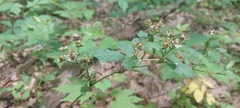 Rubus recurvans