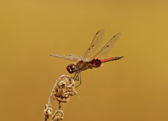 Tramea loewii