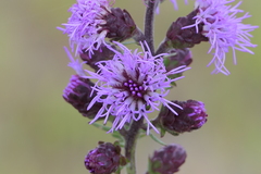 Liatris novae-angliae
