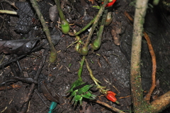 Renealmia erythrocarpa