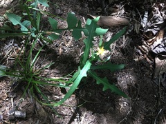 Lactuca canadensis