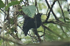 Tachyphonus coronatus