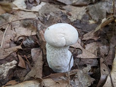 Hypomyces chlorinus