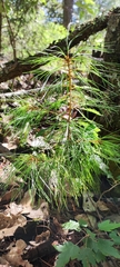 Pinus ayacahuite