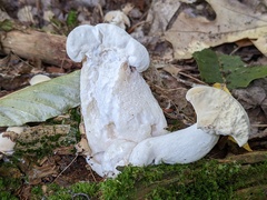 Hypomyces chlorinus