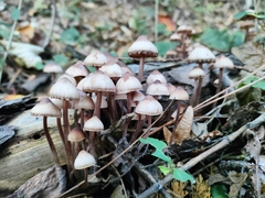 Mycena haematopus