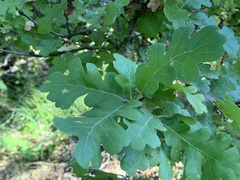 Quercus lobata