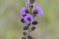 Liatris novae-angliae
