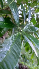 Tabernaemontana catharinensis