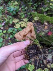Gyromitra