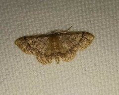 Idaea celtima