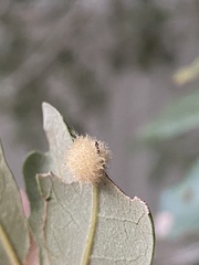 Druon quercuslanigerum