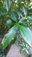 Tabernaemontana catharinensis