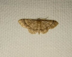 Idaea celtima