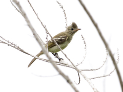 Elaenia flavogaster