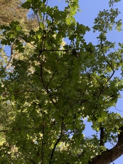 Quercus lobata
