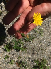 Hieracium lachenalii