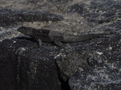 Microlophus albemarlensis