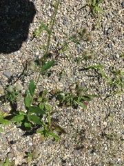 Hieracium lachenalii