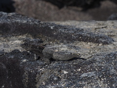 Microlophus albemarlensis