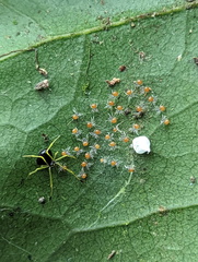 Theridula