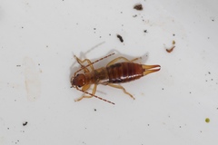 Apterygida albipennis