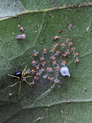 Theridula