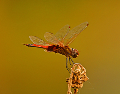 Tramea loewii