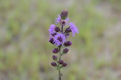 Liatris novae-angliae