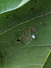 Theridula
