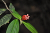 Hillia triflora pittieri - Photo (c) ramon_d, algunos derechos reservados (CC BY-NC), subido por ramon_d