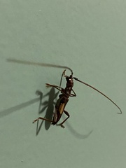 Gnomibidion fulvipes