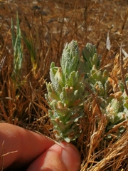 Chloropyron palmatum