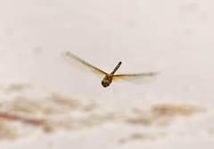 Hydrobasileus brevistylus