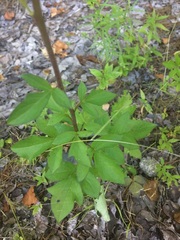 Nabalus trifoliolatus