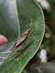 Pentatomomorpha