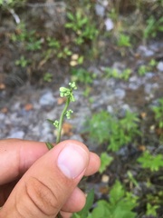 Nabalus trifoliolatus