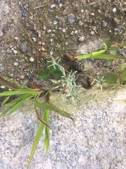 Gnaphalium uliginosum