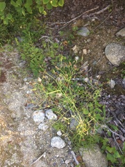 Lactuca canadensis