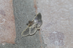 Apilocrocis brumalis