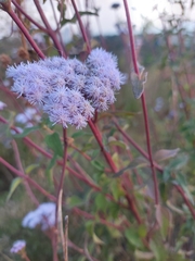 Ageratum corymbosum