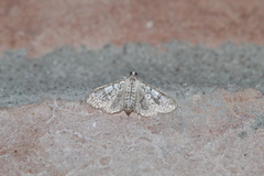 Palpita