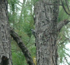 Dryobates borealis