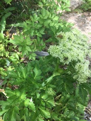 Angelica lucida