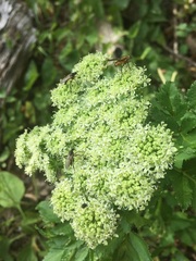 Angelica lucida