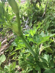 Angelica lucida