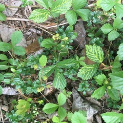 Rubus hispidus